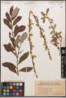 Foto von Salix caprea L. x Salix purpurea L.